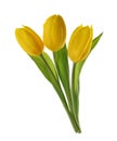 Yellow tulip flowers isolated without shadow Royalty Free Stock Photo