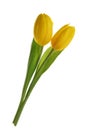 Yellow tulip flowers isolated without shadow clipping path Royalty Free Stock Photo