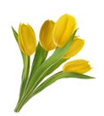 Yellow tulip flowers isolated without shadow Royalty Free Stock Photo