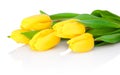 Yellow tulip flowers are isolated on white background Royalty Free Stock Photo