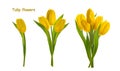 Yellow tulip flowers isolated white background without shadow Royalty Free Stock Photo