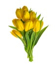 Yellow tulip flowers isolated white background without shadow Royalty Free Stock Photo