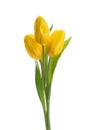 Yellow tulip flowers isolated white background without shadow Royalty Free Stock Photo