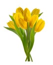 Yellow tulip flowers isolated white background without shadow Royalty Free Stock Photo