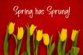 Yellow Tulip Flowers, Red Background, Text Spring Has Sprung Royalty Free Stock Photo