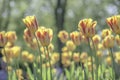 Yellow tulips with red strips blossoming in UK park Royalty Free Stock Photo