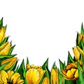 4036 Yellow Tulip Flowers Watercolor Frame Border Postcard