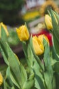 Yellow tulip in garden Royalty Free Stock Photo