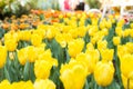Yellow tulip in garden Royalty Free Stock Photo