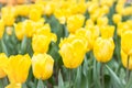 Yellow tulip in garden Royalty Free Stock Photo