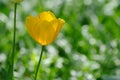 Yellow Tulip, Green Background Royalty Free Stock Photo