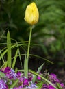 Yellow tulip. Green background. Violet flowers Royalty Free Stock Photo