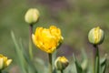 Yellow tulip