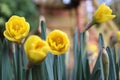 Yellow tulip with green leaves in the background