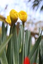 Yellow tulip with green leaves in the background