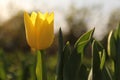 A yellow tulip with green leaves closeup and a white background Royalty Free Stock Photo