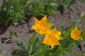 Yellow tulip are growwing in sunshine