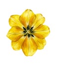 Yellow tulip. Spring garden flower.