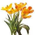 Yellow tulip isolated Royalty Free Stock Photo