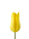 Yellow Tulip Isolated on White Royalty Free Stock Photo