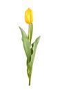 Yellow tulip isolated Royalty Free Stock Photo