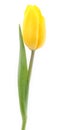 Yellow tulip isolated on white Royalty Free Stock Photo