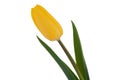 Yellow tulip isolated on white.