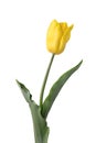 Yellow tulip isolated on white background. Spring Flower. Royalty Free Stock Photo