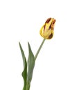 Yellow tulip isolated on white background. Spring Flower. Royalty Free Stock Photo