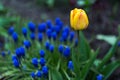 Yellow tulip with lavende in the background.