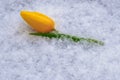 Yellow tulip laying on snow. Royalty Free Stock Photo