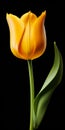 Hyper Realistic Tulip: Dark Yellow And Dark Gray On Black Background
