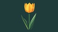 Yellow Tulip on Dark Green Background Royalty Free Stock Photo