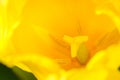 Yellow tulip macro