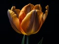 Yellow Tulip Macro Photography on Black Background with Vibrant Color and Delicate Texture. Royalty Free Stock Photo