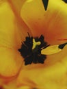 Yellow tulip macro