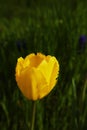Yellow Tulip Royalty Free Stock Photo