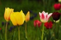 Colorful Tulips