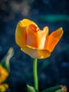 Yellow Tulip on the plot of land.