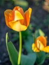 Yellow Tulip on the plot of land.