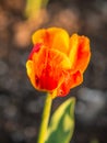 Yellow Tulip on the plot of land.