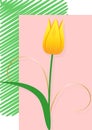 Yellow tulip, postcard