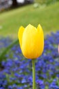 Yellow Tulip with purple background