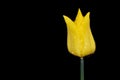 Yellow tulip with rain drops on black background. Copy space Royalty Free Stock Photo