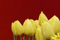 Yellow tulip and red background