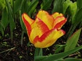 Yellow with orange veins double peony-shaped tulip among green leaves. The festival of tulips on Elagin Island in St. Petersburg Royalty Free Stock Photo