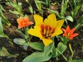 Yellow tulip with a red center on the flower bed.The festival of tulips on Elagin Island in St. Petersburg Royalty Free Stock Photo