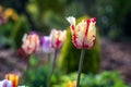 Yellow tulip, yellow-red tulip Royalty Free Stock Photo