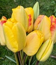 Yellow tulip with red feathering