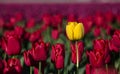 Yellow tulip in a red field